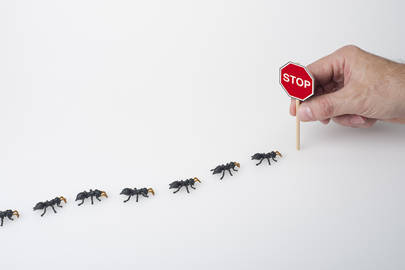 Ant Pest Control in Essex United Kingdom