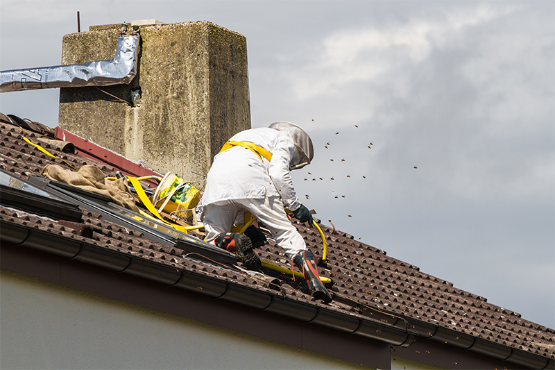 Bee Pest Control in Essex United Kingdom