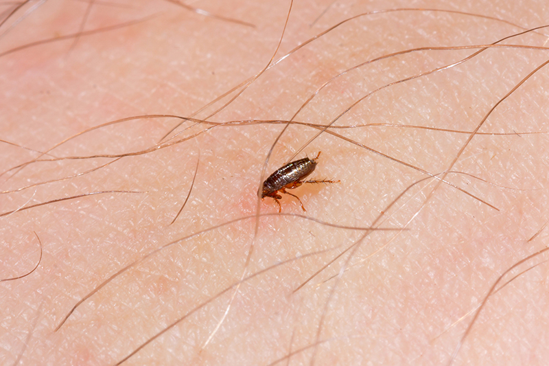Flea Pest Control in Essex United Kingdom