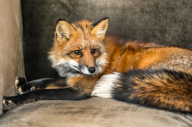 Fox Pest Control in Essex United Kingdom