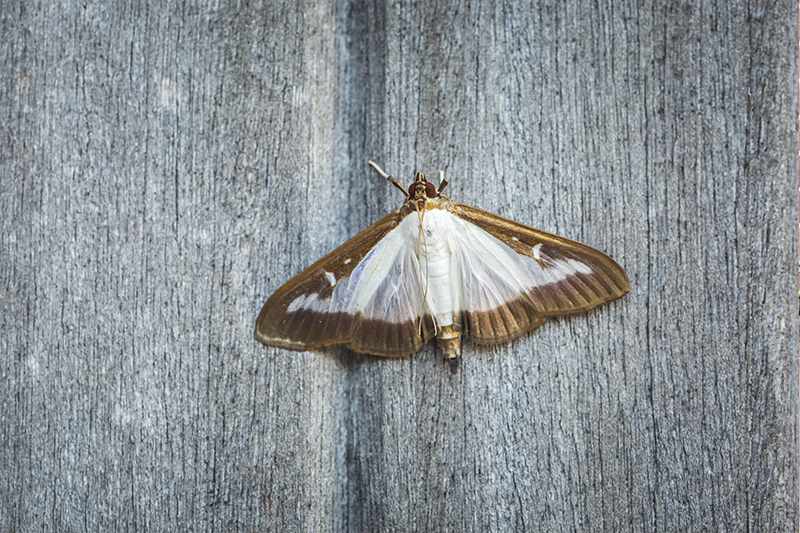 Moth Pest Control in Essex United Kingdom